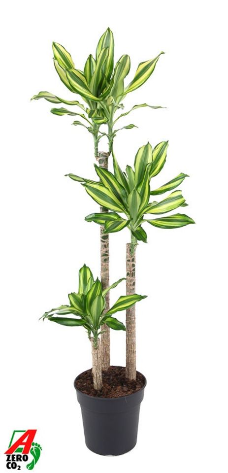Dracaena fragrans 'Diamond Dream'