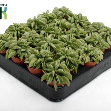 Peperomia 'Happy Bean'