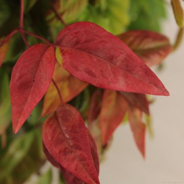 Nandina domestica 'Fire Power'