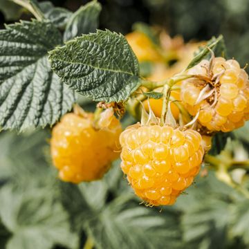 Rubus idaeus TWOTIMER SUGANA YELLOW