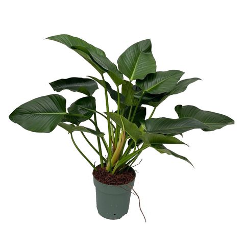 Philodendron 'Green Beauty'