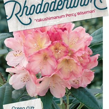 Rhododendron 'Percy Wiseman' (Y)