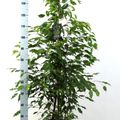 Ficus benjamina 'Exotica'