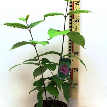 Calycanthus x raulstonii 'Hartlage Wine'