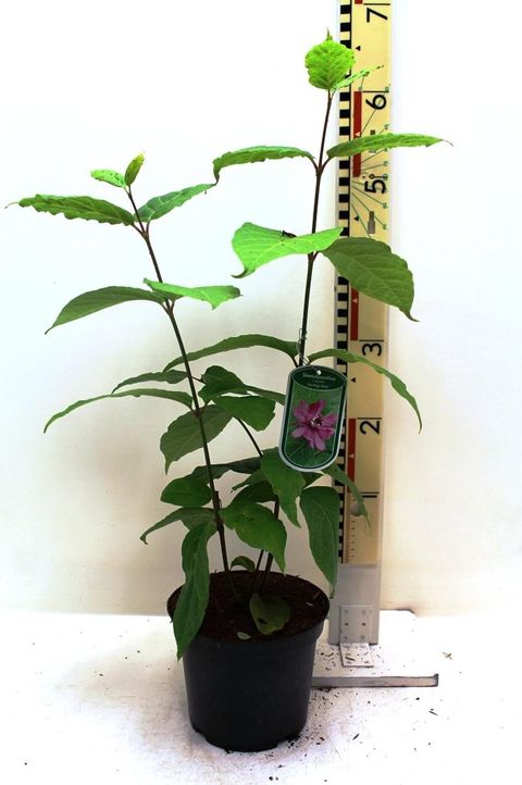 Calycanthus x raulstonii 'Hartlage Wine'