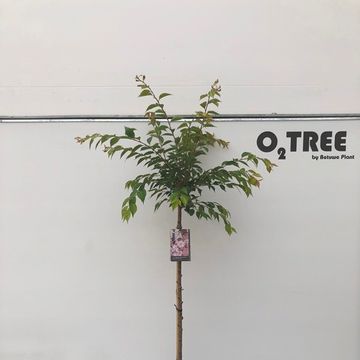 Prunus x subhirtella 'Autumnalis Rosea'