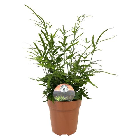 Pteris ensiformis 'Evergreen'