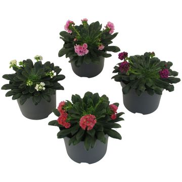 Lewisia cotyledon MOUNTAIN DREAMS MIX