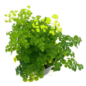 Thalictrum SPLENDIDE WHITE