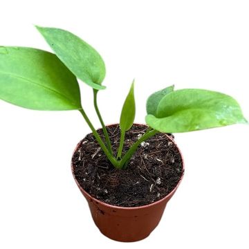 Anthurium vittariifolium