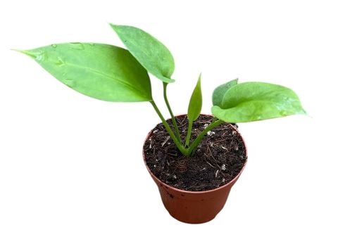 Anthurium vittariifolium