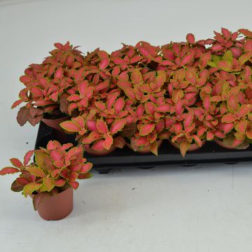 Fittonia verschaffeltii 'Ruby Lime'