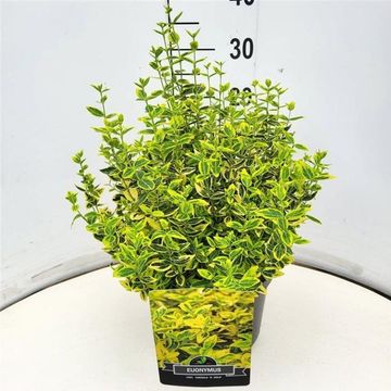 Euonymus fortunei 'Emerald 'n' Gold'