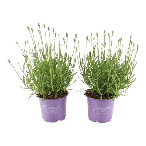 Lavandula angustifolia 'Essence Purple'