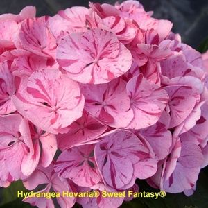 Hydrangea macrophylla HOVARIA SWEET FANTASY (Hofstede Hovaria)