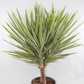 Yucca elephantipes 'Jewel'