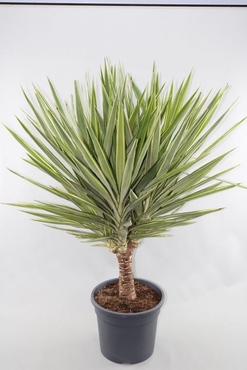 Yucca elephantipes 'Jewel'