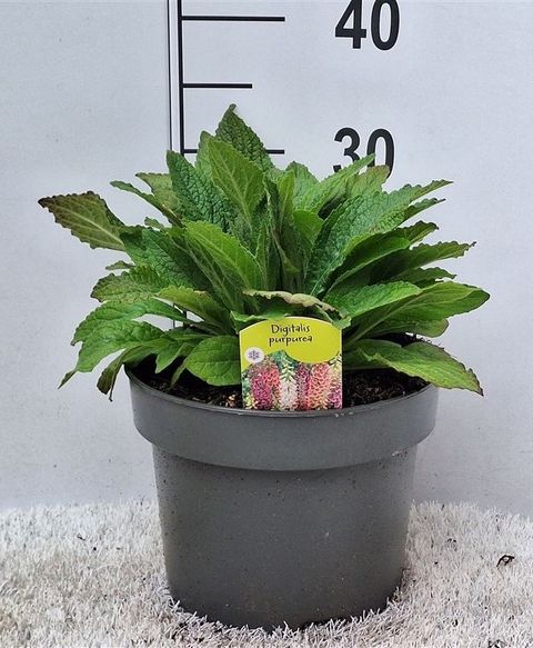 Digitalis 'Panther'