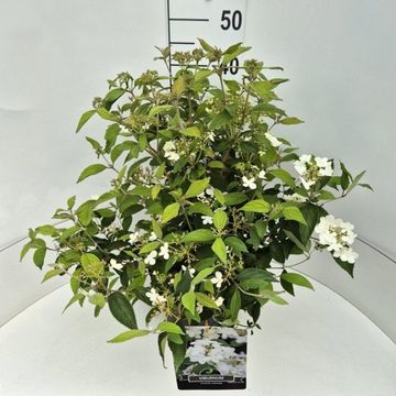 Viburnum plicatum 'Watanabe'