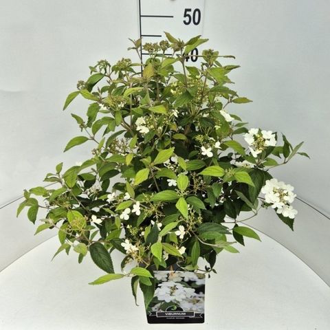 Viburnum plicatum 'Watanabe'