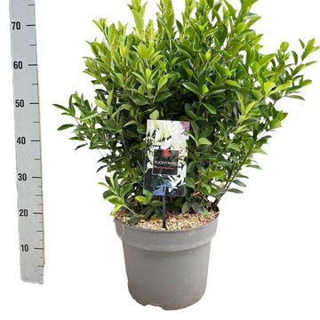 Euonymus japonicus EXTRAVAGANZA
