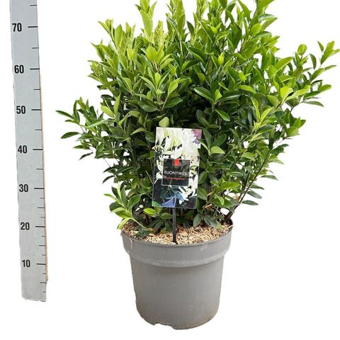 Euonymus japonicus EXTRAVAGANZA