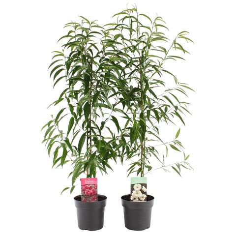 Prunus persica TAOFLORA MIX