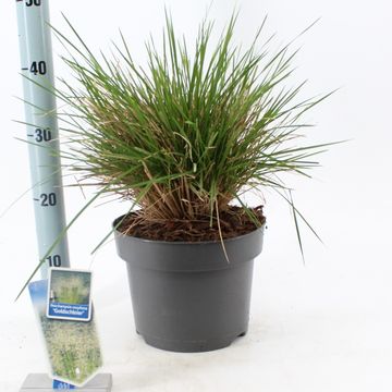 Deschampsia cespitosa 'Goldschleier'