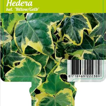 Hedera helix 'Yellow Ripple'