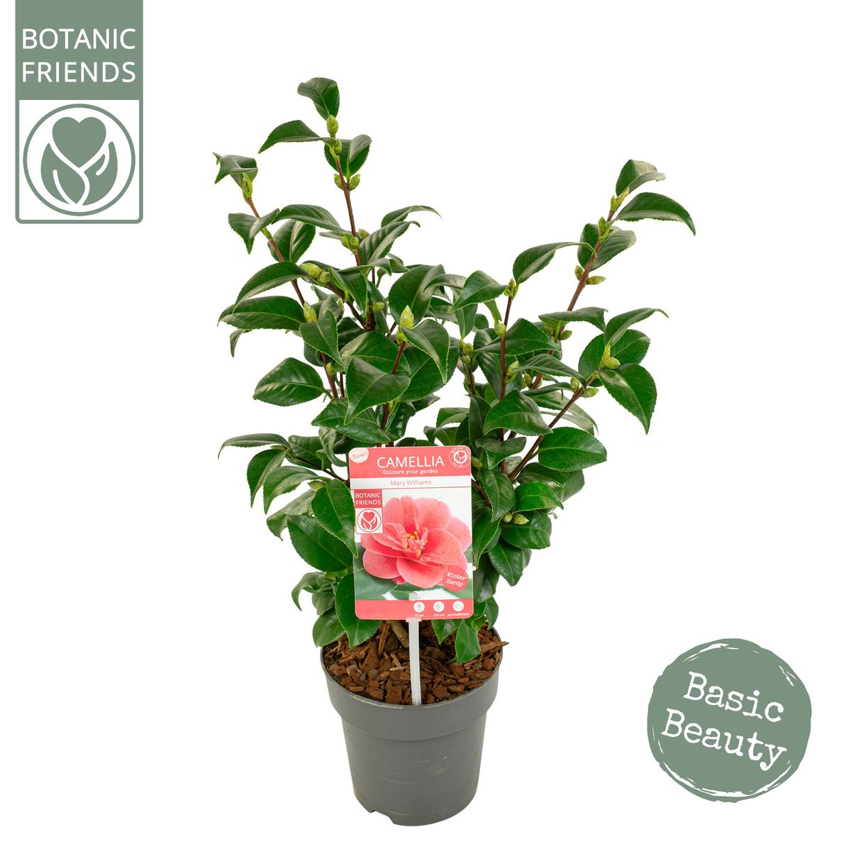 Camellia reticulata 'Mary Williams' — Plant Wholesale FlorAccess