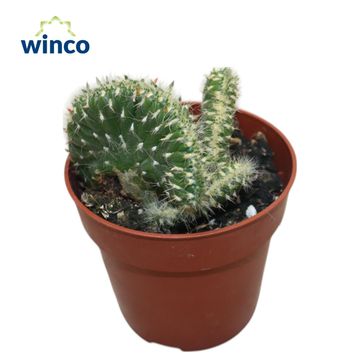 Austrocylindropuntia vestita cristata