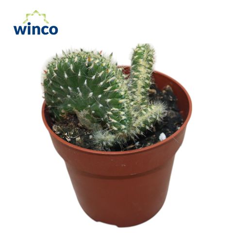 Austrocylindropuntia vestita cristata