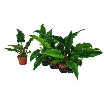 Filodendron 'Narrow Escape'