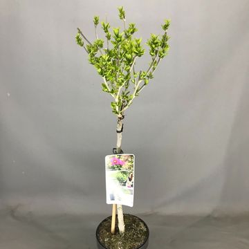 Hibiscus syriacus STARBURST CHIFFON