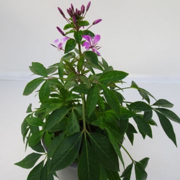 Cleome SENORITA ROSALITA