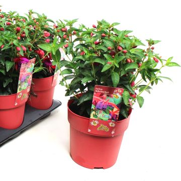 Fuchsia BELLA FUCHSIA VERA