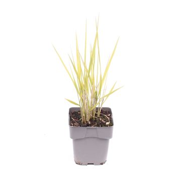 Panicum virgatum 'Northwind'