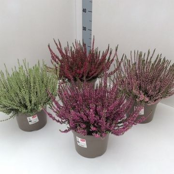 Calluna vulgaris GARDEN GIRLS MIX