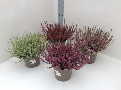 Calluna vulgaris GARDEN GIRLS MIX