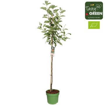 Malus domestica 'Elstar'