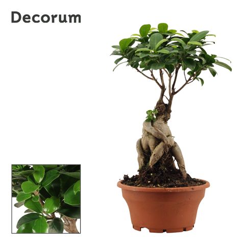 Ficus microcarpa 'Ginseng'