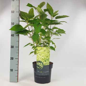 Hydrangea arborescens LIME RICKEY