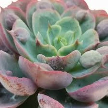 Echeveria 'Raindrops'