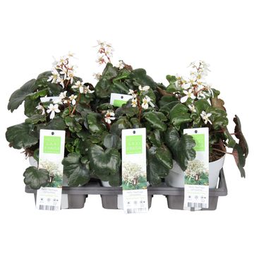 Saxifraga cortusifolia DANCING PIXIES THEA