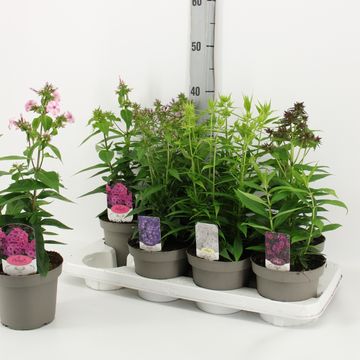 Phlox MIX