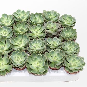 Echeveria 'Sitifukumiama'
