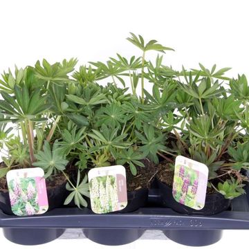 Lupinus GALLERY MIX
