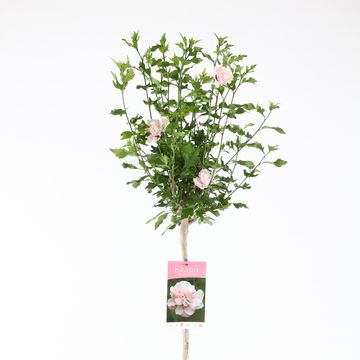 Hibiscus syriacus 'Lady Stanley'