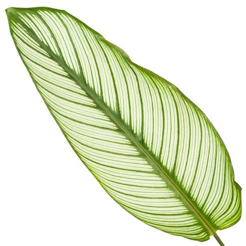 Calathea majestica 'Whitestar'