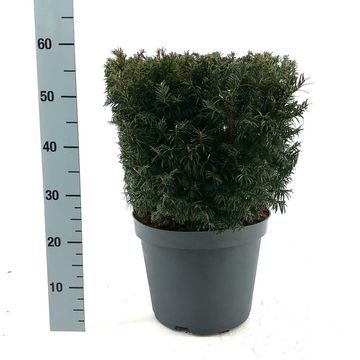 Taxus baccata